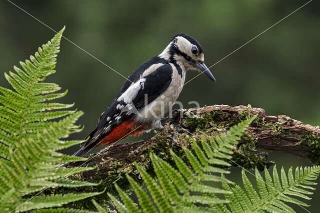 Grote Bonte Specht (Dendrocopos major)