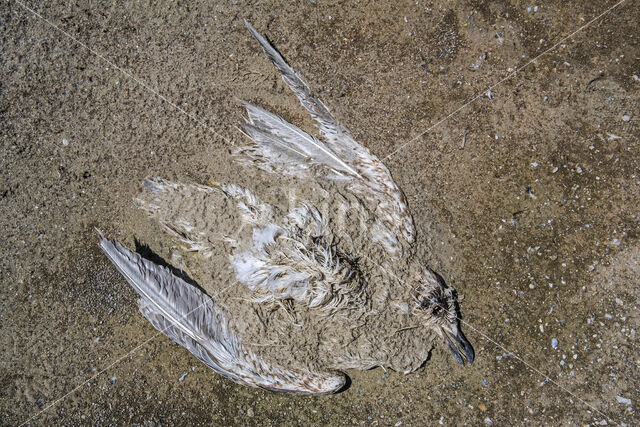 Meeuw (Larus spec.)