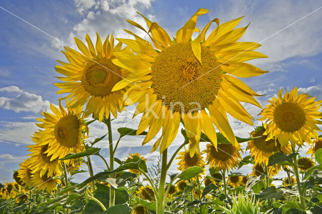 Common Annual Sunflower (Helianthus annuus)