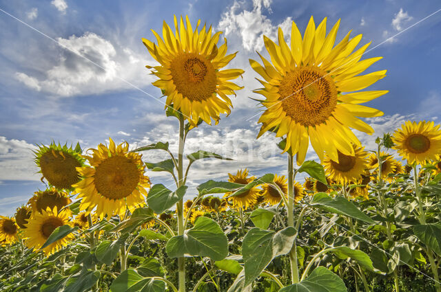 Zonnebloem (Helianthus annuus)