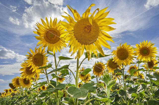 Common Annual Sunflower (Helianthus annuus)