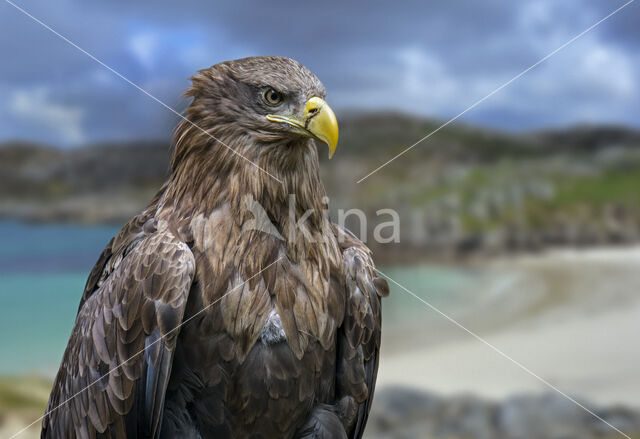 Zeearend (Haliaeetus albicilla)