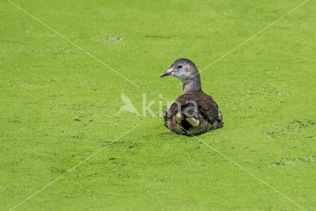 Waterhoen (Gallinula chloropus)