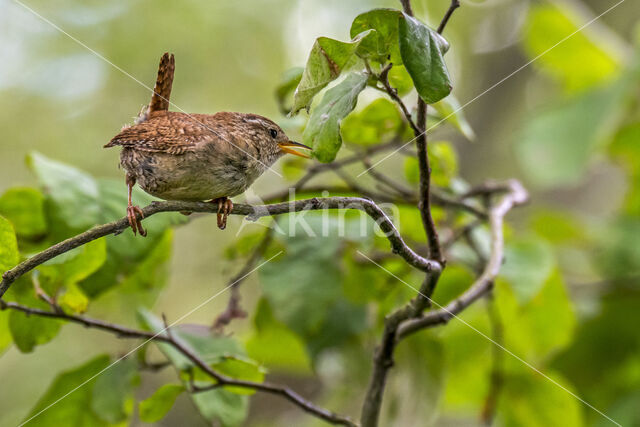 Wren (Troglodytes troglodytes)