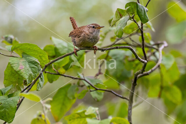 Wren (Troglodytes troglodytes)