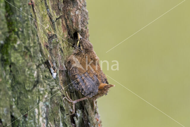 Winterkoning (Troglodytes troglodytes)