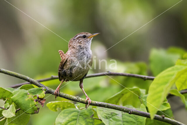 Wren (Troglodytes troglodytes)