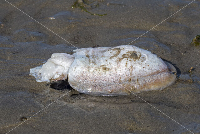 Common Cuttlefish (Sepia officinalis)