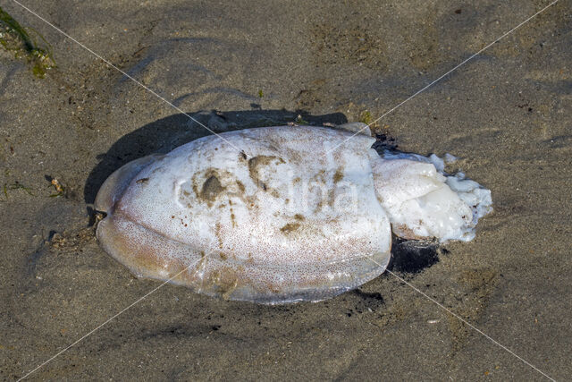 Common Cuttlefish (Sepia officinalis)