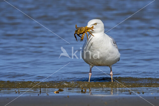 Zilvermeeuw (Larus argentatus)