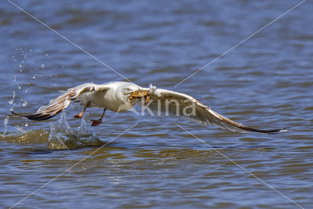 Herring Gull (Larus argentatus)