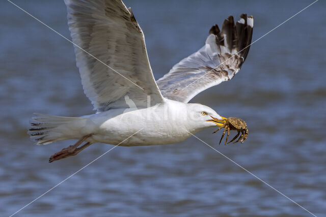 Herring Gull (Larus argentatus)