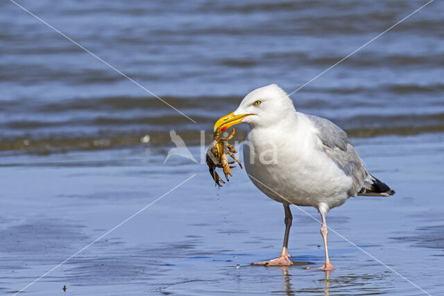 Herring Gull (Larus argentatus)