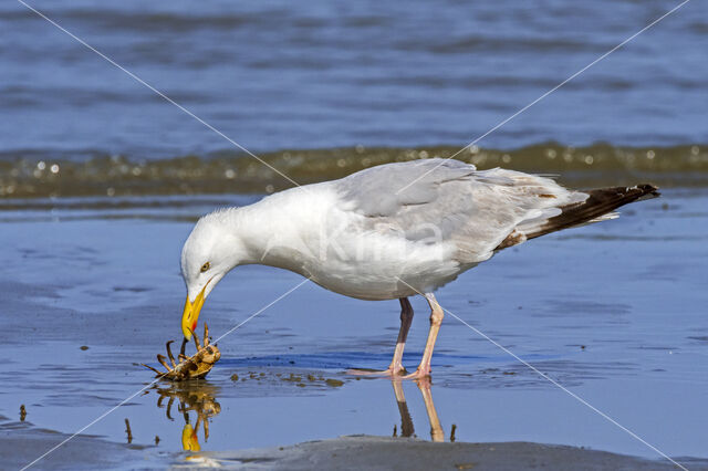 Herring Gull (Larus argentatus)