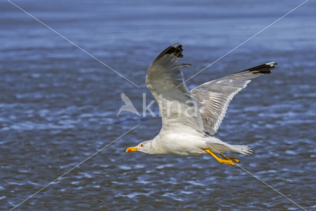 Geelpootmeeuw (Larus michahellis)