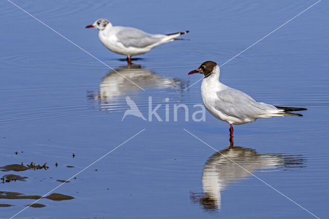 Black-headed Gull (Larus ridibundus)