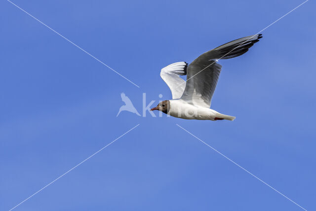 Black-headed Gull (Larus ridibundus)