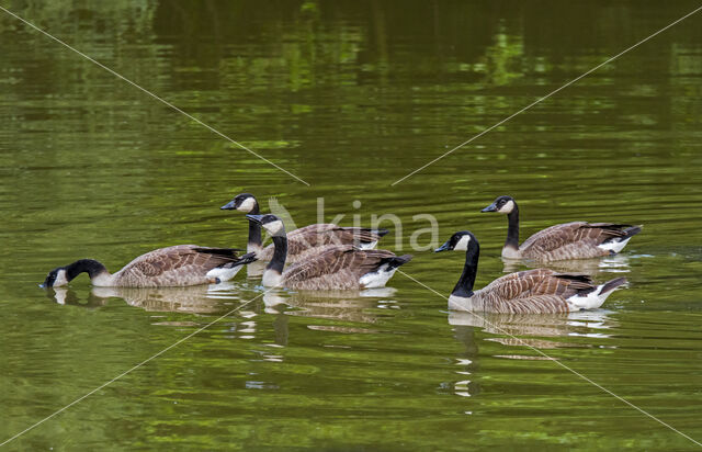 Canadese Gans (Branta canadensis)