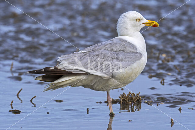 Zilvermeeuw (Larus argentatus)