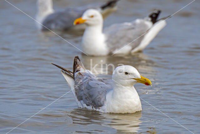 Zilvermeeuw (Larus argentatus)