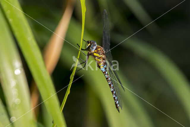 Paardenbijter (Aeshna mixta)