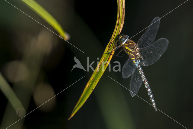Paardenbijter (Aeshna mixta)