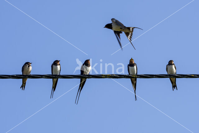 Boerenzwaluw (Hirundo rustica)