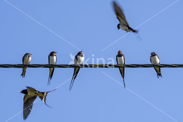 Boerenzwaluw (Hirundo rustica)