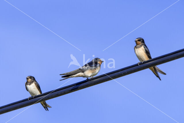 Barn Swallow (Hirundo rustica)