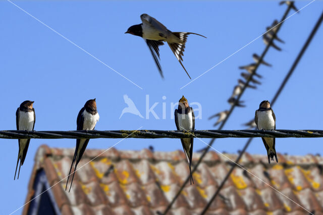 Boerenzwaluw (Hirundo rustica)