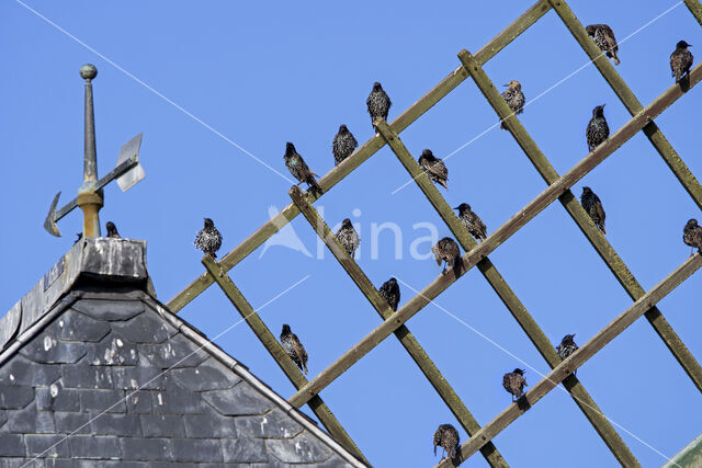 European Starling (Sturnus vulgaris)