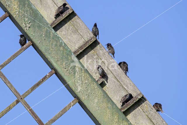 Spreeuw (Sturnus vulgaris)