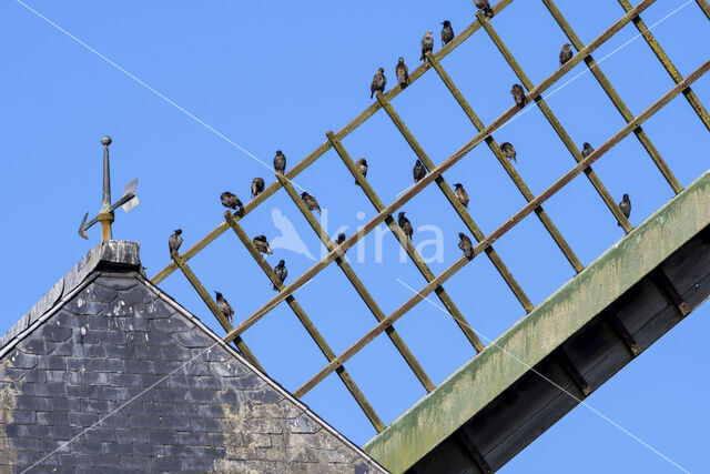 Spreeuw (Sturnus vulgaris)