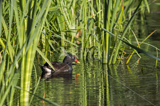 Waterhoen (Gallinula chloropus)