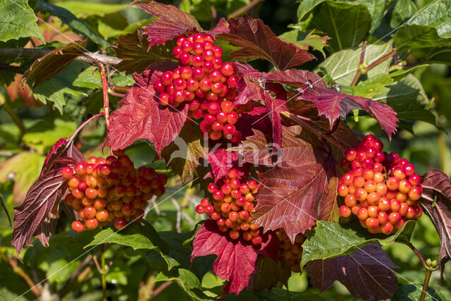 Guelder Rose