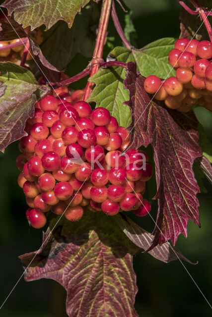 Guelder Rose