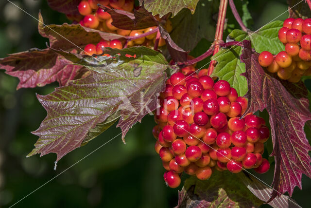 Guelder Rose