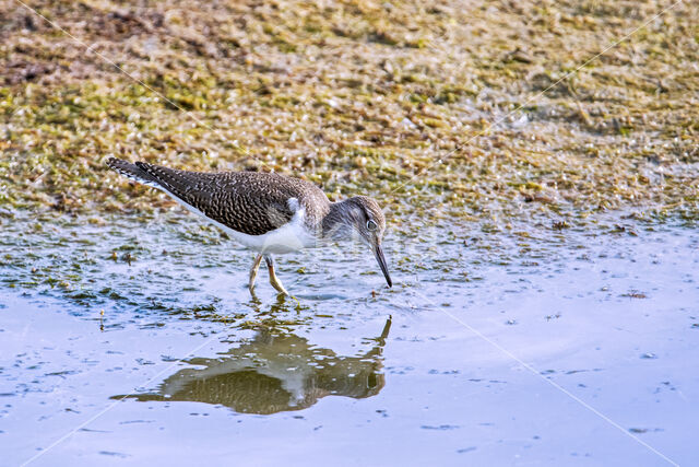 Common Sandpiper (Actitis hypoleucos)