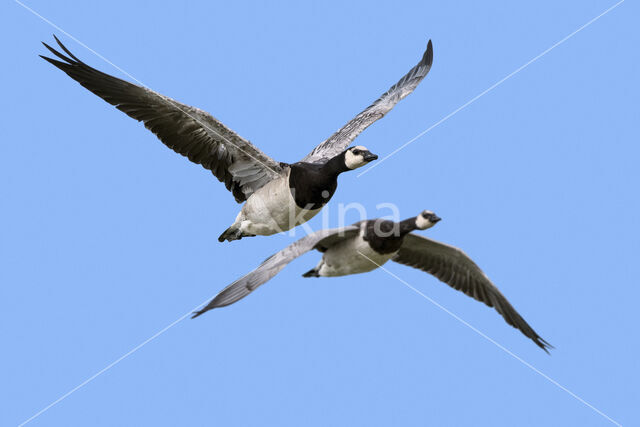 Barnacle Goose (Branta leucopsis)