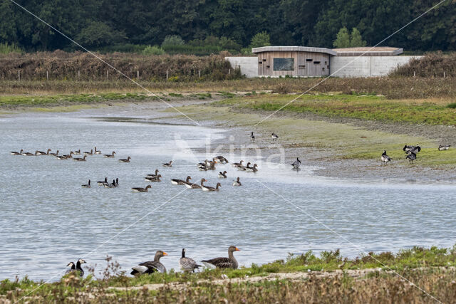 bird hide