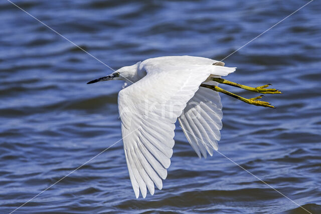 Kleine Zilverreiger (Egretta garzetta)