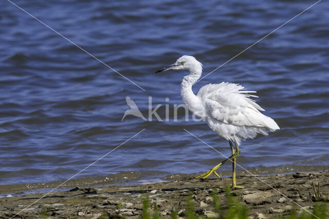 Kleine Zilverreiger (Egretta garzetta)