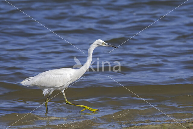 Little Egret (Egretta garzetta)