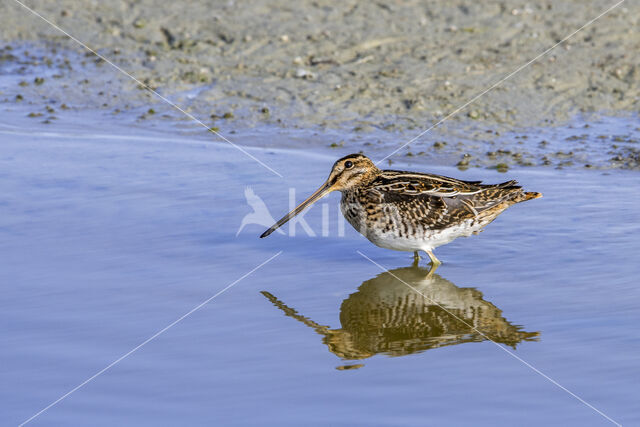 Common Snipe (Gallinago gallinago)