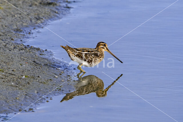 Watersnip (Gallinago gallinago)