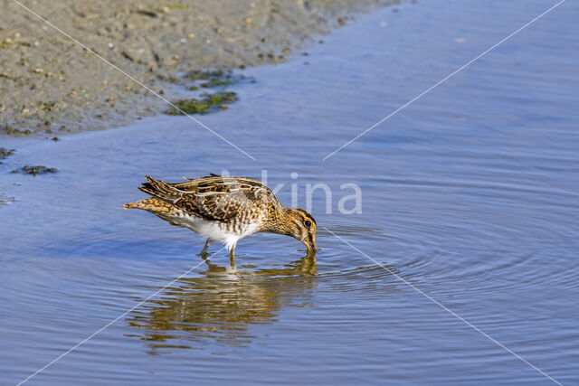 Common Snipe (Gallinago gallinago)