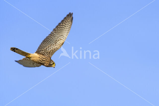 Common Kestrel (Falco tinnunculus)