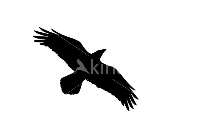 Raaf (Corvus corax)