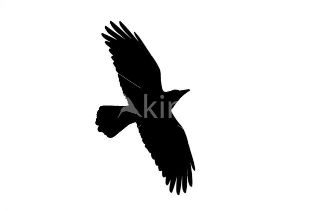 Roek (Corvus frugilegus)