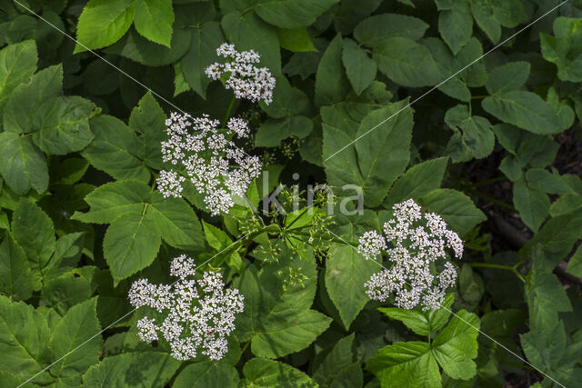 Zevenblad (Aegopodium podagraria)